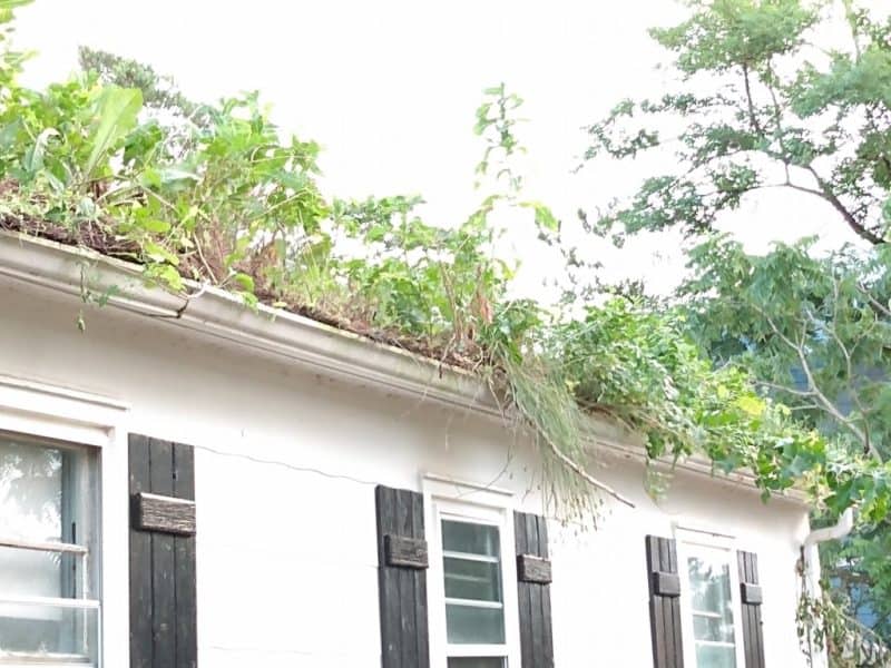Neglect allows nature to take over. Trees are growing in the gutter and roof. 
