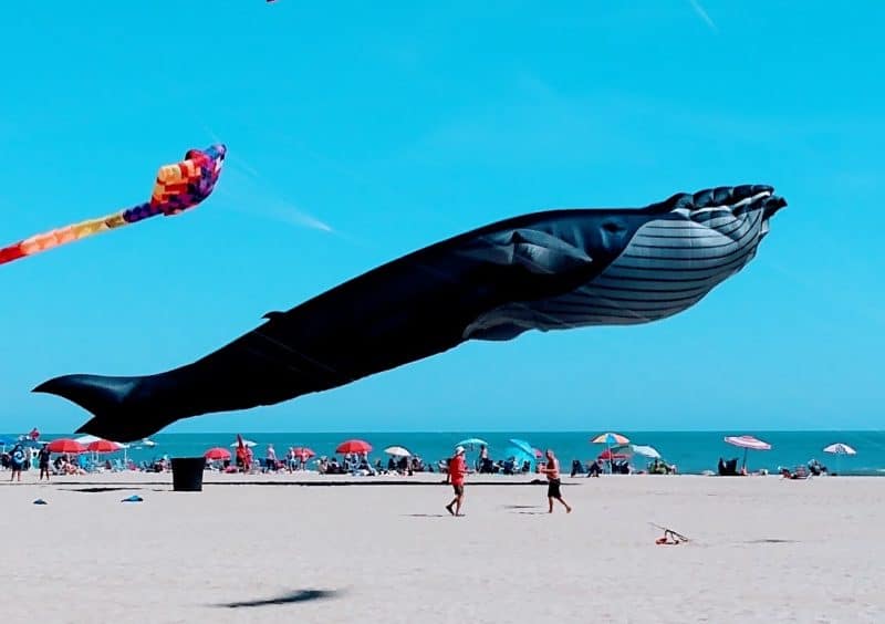 Whale Kite